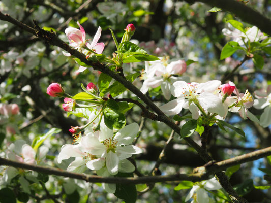 mit wunderschönen Blüten