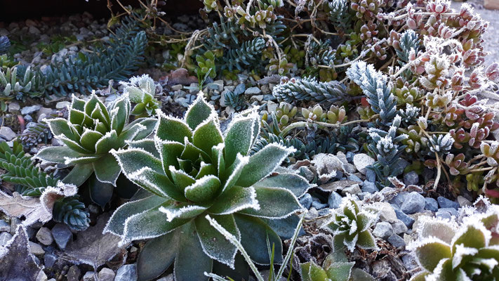 13.02. Der Frost verwandelt so einiges in Zauberhaftes