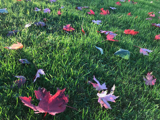 30.10. Stillleben mit Herbstblättern