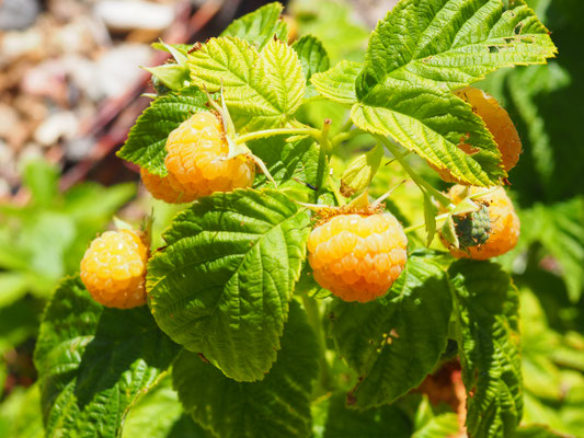 Goldene Himbeeren - lecker süss! 