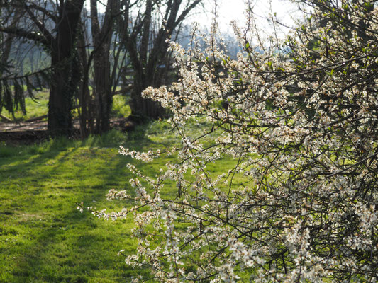 Der blühende Weissdorn ganz hinten im Garten