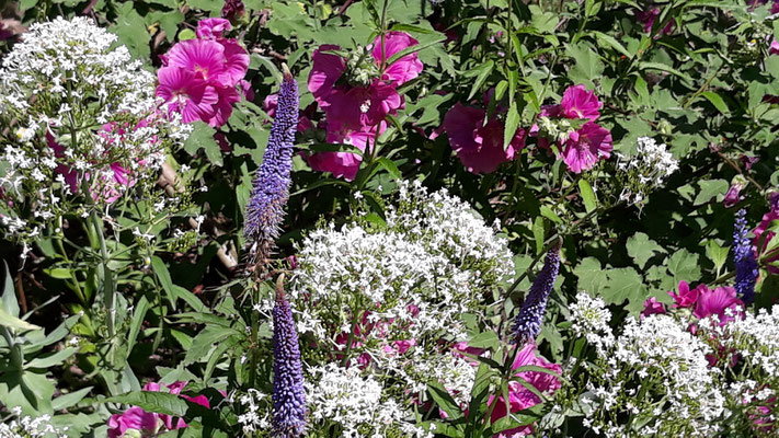 Bunte Blumenbeete