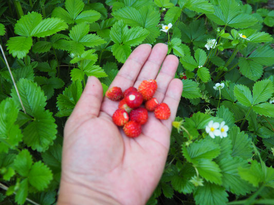 Leckere Walderdbeeren überall