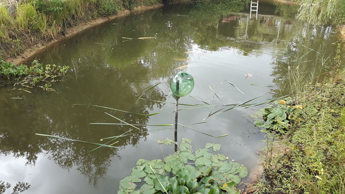 Die Fische werden mit Rohrkolben gefüttert