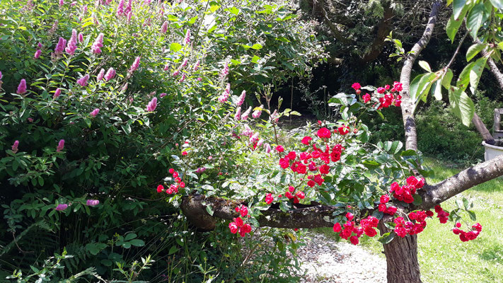 07.06. Eine alte tiefrote Rose im Zaubergarten