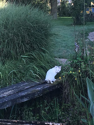 Gollum, die halbwilde Katze, die ich mitfüttere 