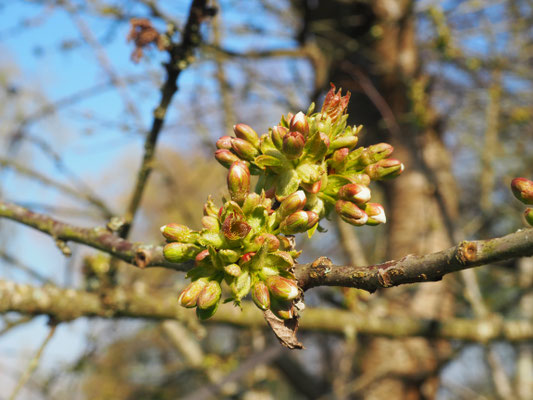 Blüten von besagter Kirsche 