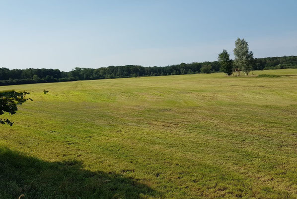 Frisch gemäht, lädt zum Galopp ein