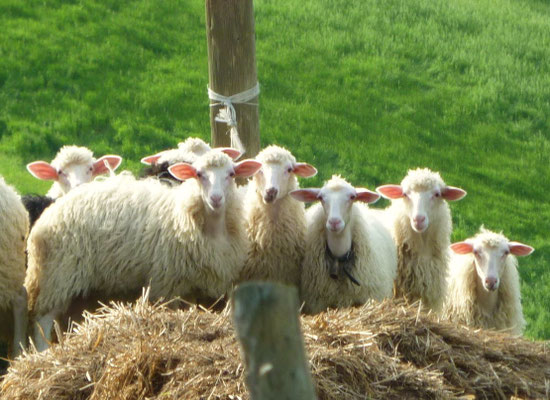 ピエンツァ・サンクイーリコ・モンタルチーノ・モンテプルチャーノ・オルチャ渓谷のオプショナルツアー