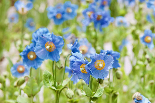 2019 MAY.　六甲高山植物園6（青いケシの花）