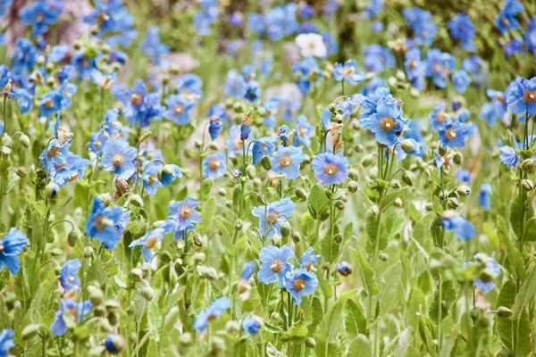 2019 MAY.　六甲高山植物園5（青いケシの花）