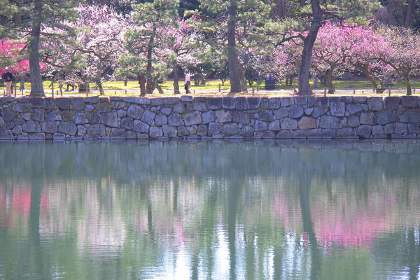 2018. MAR.　京都二条城11（西橋から梅林を望む）
