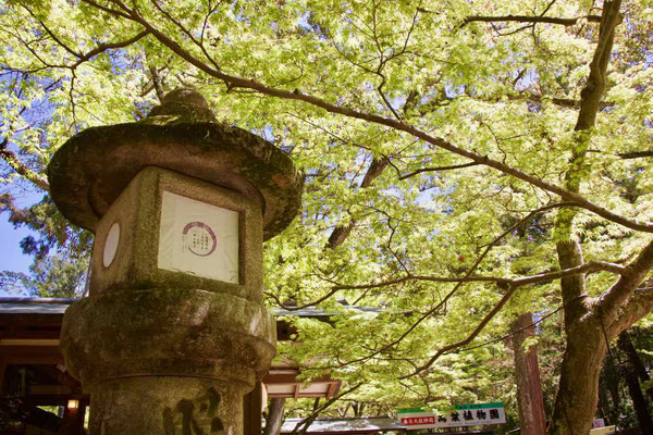 2019 APR.　奈良公園2（万葉植物園）