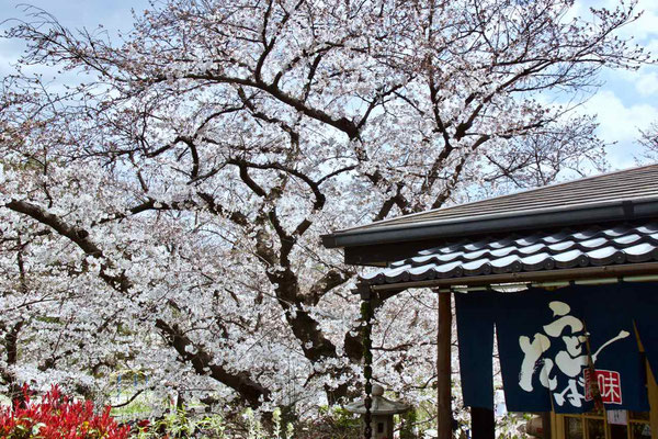 2019 APR.　夙川の桜4