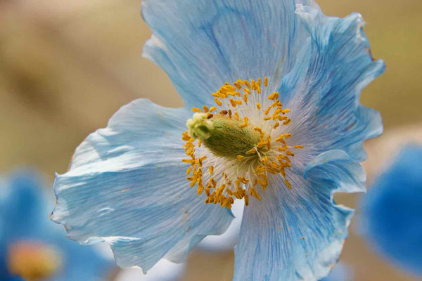 2019 MAY.　六甲高山植物園17（青いケシの花）