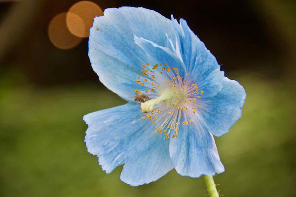2019 MAY.　六甲高山植物園1（ヒマラヤの青いケシの花）