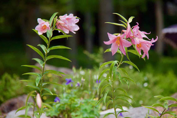 2019 MAY.　六甲高山植物園20（ヒメサユリ）