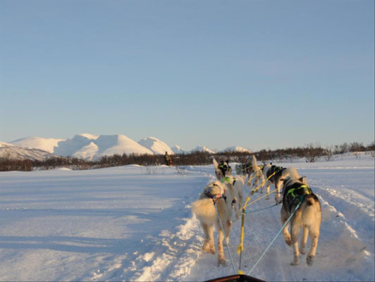 Huskytouren in Skandinavien entdecken. Persönliche Beratung & Buchung bei SINGER Reisen & Versicherungen