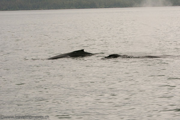 Buckelwale (Humpback Whales)