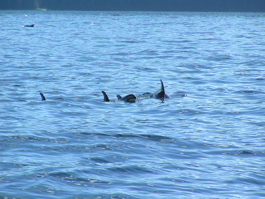 dolphin, johnstone strait; bc