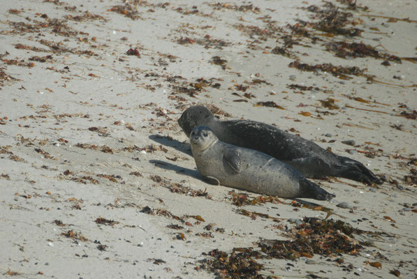 seal, 17 miles drive, monterey; ca