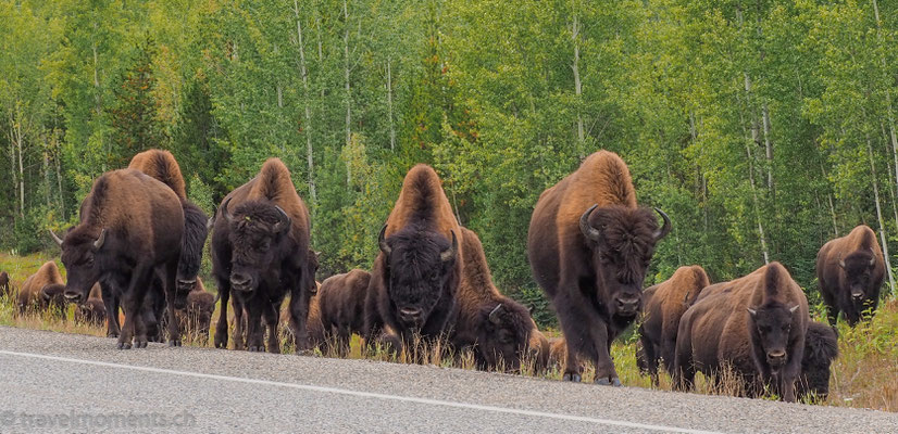 South of Watson Lake, Alaska Hwy