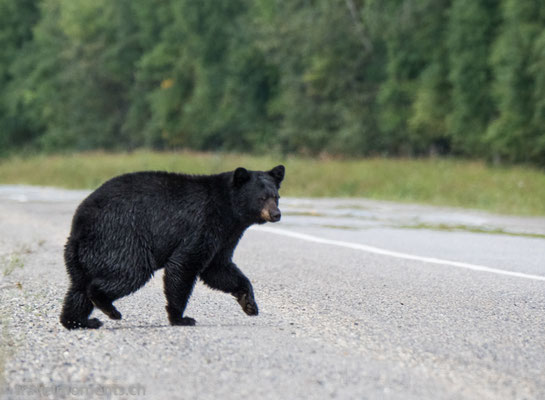 South of Watson Lake, Alaska Hwy