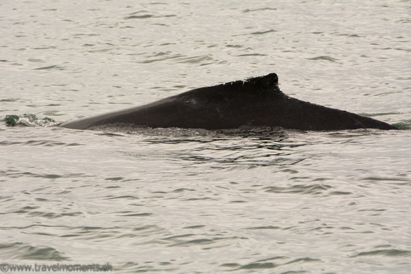 Buckelwal (Humpback Whale)