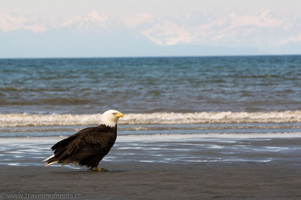 Weisskopfseeadler (Bald Eagle) am Anchor Point