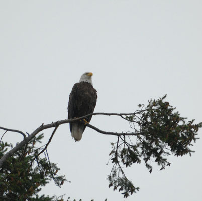 bald eagle, campbell river, vancouver island; bc