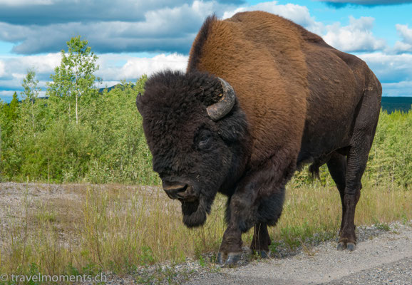 South of Watson Lake, Alaska Hwy