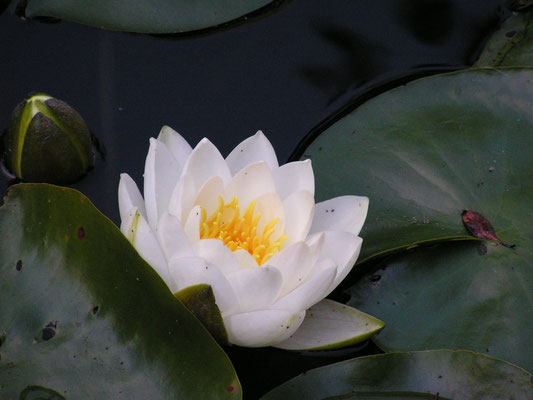 butchart gardens, vancouver island; bc