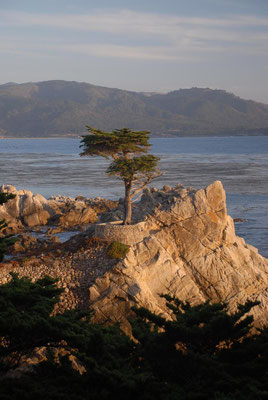 lonely cypress, 17 miles drive, monterey; ca