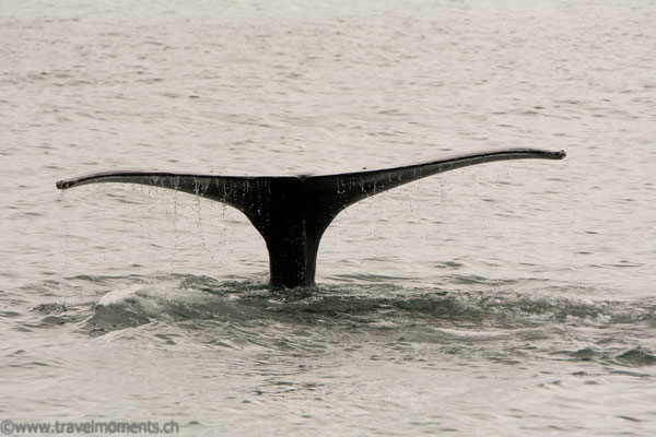 Buckelwal (Humpback Whale)