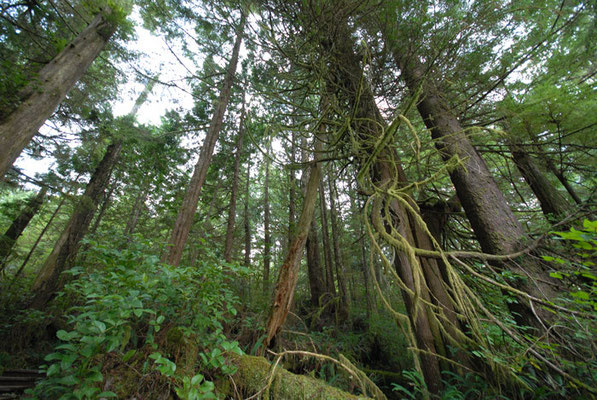 pacific rim trail, ucluelet, vancouver island; bc