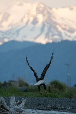 Weisskopfseeadler (Bald Eagle)