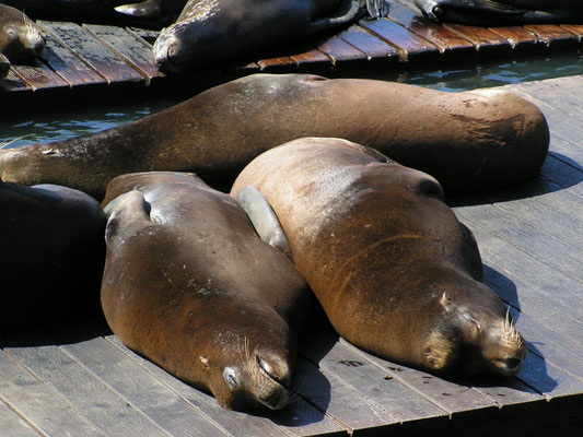 seals, pier 39, san francisco; ca