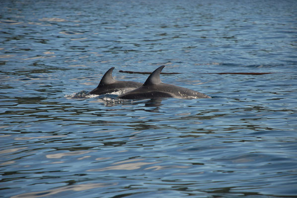 dolphin, johnstone strait; bc