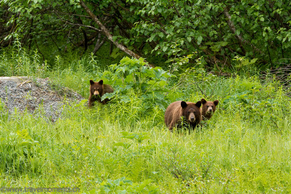 Schwarzbären (Black Bears)