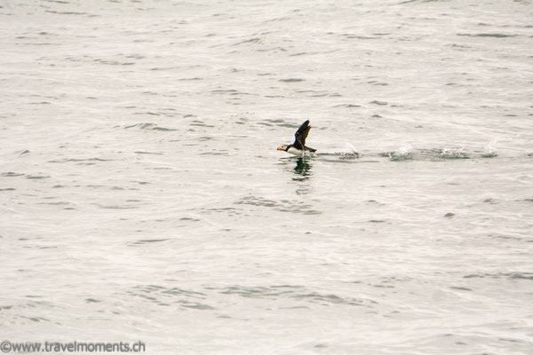 Papageitaucher Lund (Horned Puffin)