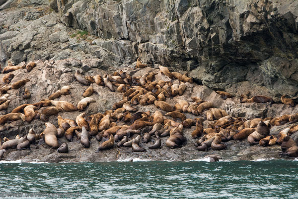 Steller Seelöwen (Steller Sea Lions)