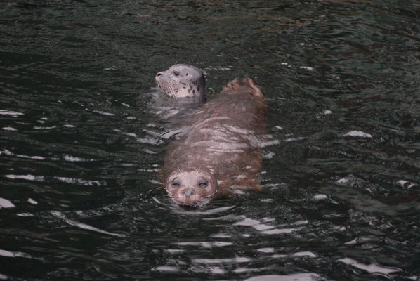 seal, april point quadra island, vancouver island; bc