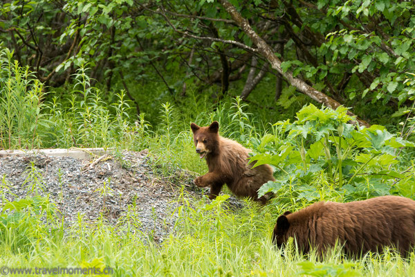 SSchwarzbären (Black Bears)