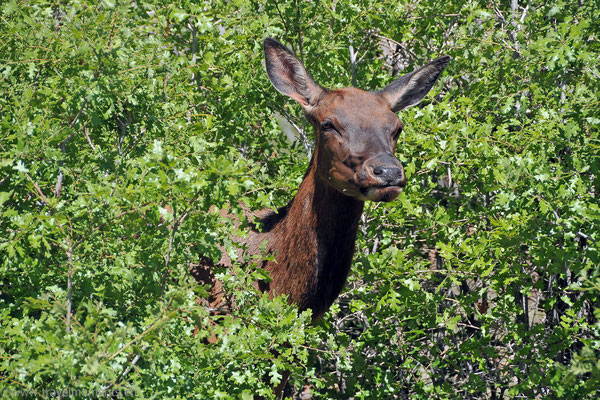 Grand Canyon NP