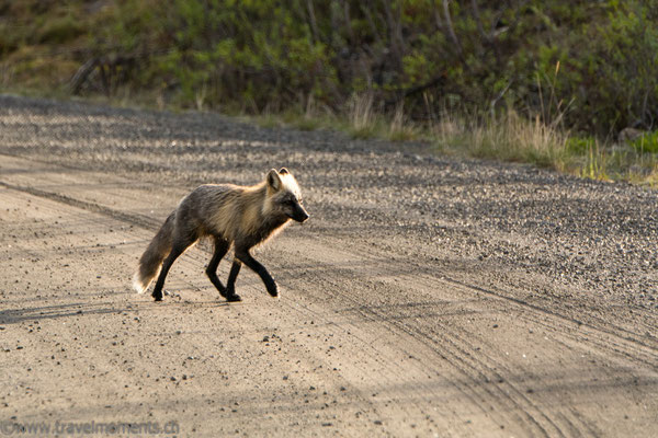 Polarfuchs (Arctic Fox)