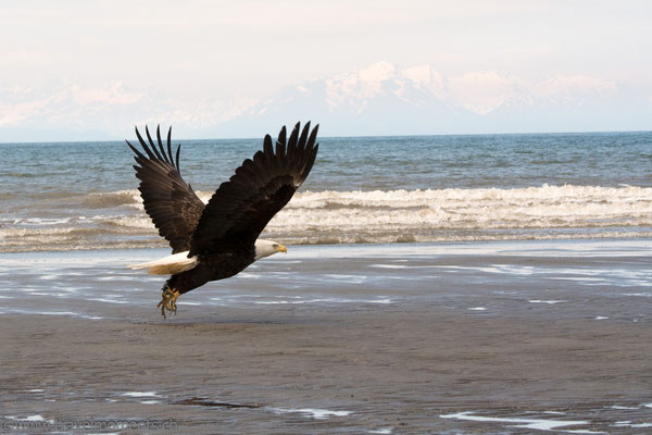 Weisskopfseeadler (Bald Eagle) am Anchor Point