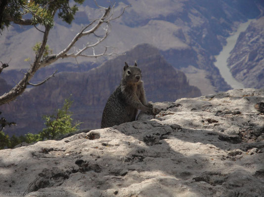 Grand Canyon NP