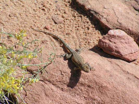 lizard, page; az