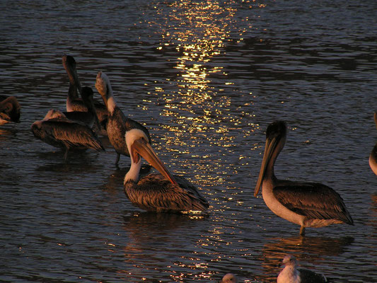 pelican, sunset at malibu beach, ca