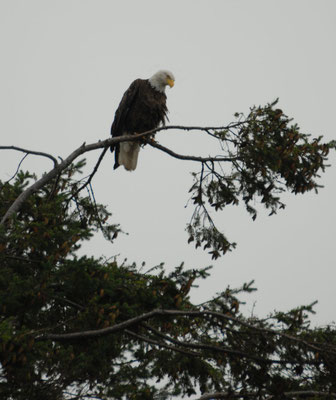 bald eagle, campbell river, vancouver island; bc